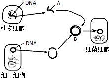 解析生物工程技術中結構b的獲取 工具與原理探討